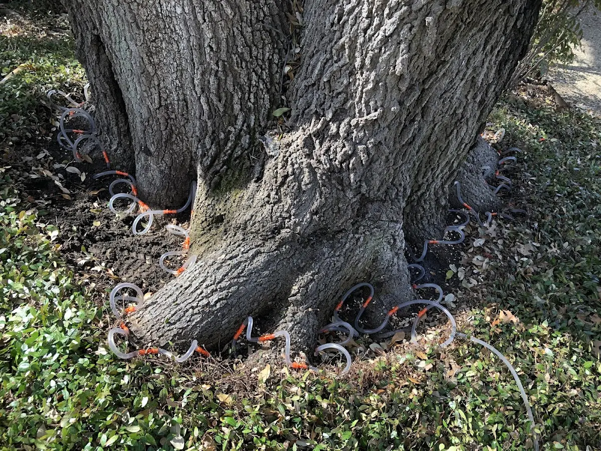 Detailed Tree Cabling and Bracing job site in Blue Hill