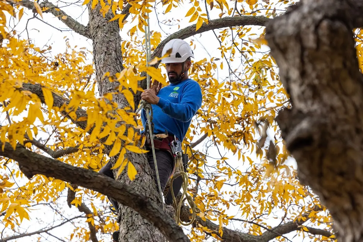 Skilled Tree Planting crew working in Blue Hill