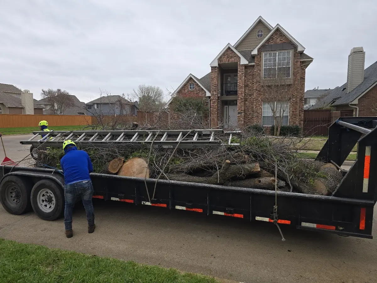 Expert Tree Pest Control with proper safety equipment in Blue Hill